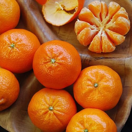 Plant World Seeds - Mandarin (Orange) Seeds (Tropical Fruit Seeds)