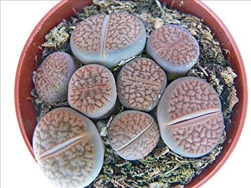 Lithops Lebender Stein mehrere Pflanzen 8,5cm Topf
