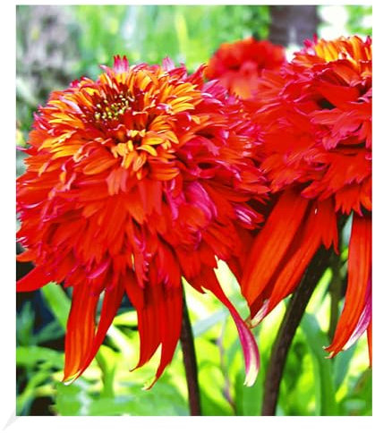 BALDUR Garten Duft-Echinacea 'Hot Papaya' Sonnenhut, 1 Pflanze, schmetterlingsfreundlich, winterharte Staude, trockenresistent, mehrjährig, pflegeleicht, Wasserbedarf gering,blühend,Echinacea purpurea