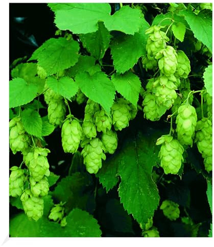 BALDUR Garten Hopfen im 1.5-Liter Containertopf, 1 Pflanze, Humulus lupulus, Kletterpflanze, winterhart, mehrjährig, blühend, duftend, Schnittblume, Hopfenfrüchte