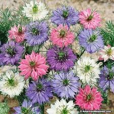 NIGELLA DAMASCENA MISCUGLIO NR.50 SEMI