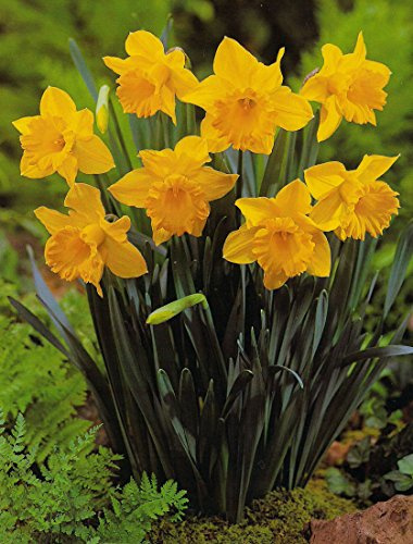 Blumenhandel Ullrich Großblumige Narzissen Carlton 50 Blumenzwiebeln Narcissus