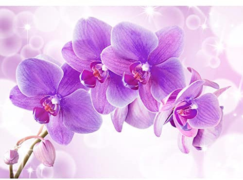 Runa Art Fototapete Orchidee Blumen 352 x 250 cm Vlies Tapeten XXL Moderne Wandtapete Wohnzimmer Schlafzimmer Lila 9012011b
