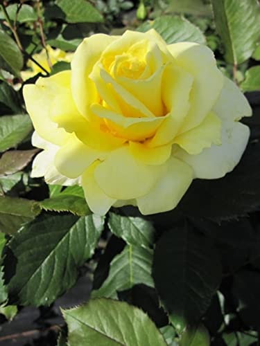 Baumschule Pflanzenvielfalt Edelrose Aperitif® - Rosa Aperitif® - Teehybride - gelb - Duft+