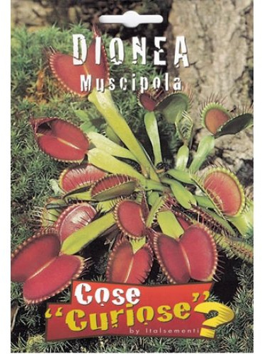 Semi - Dionaea muscipula (venere acchiappamosce)