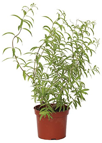 Outlet Garden - Hierba Luisa - Aloysia Triphylla. Arbusto Aromático, Altura: 50 Centimetros Aproximado, Contenedor: 17 Cm. Envios Solo Peninsula