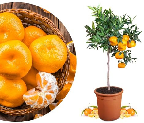 Meine Orangerie Mandarinenbaum Mezzo - echte Citrus Pflanze - 80 bis 100 cm - veredelter Mandarinen Baum im 8 Liter Topf - Citrus Reticulata - Fruchtreife Mandarinen Pflanze in Gärtnerqualität