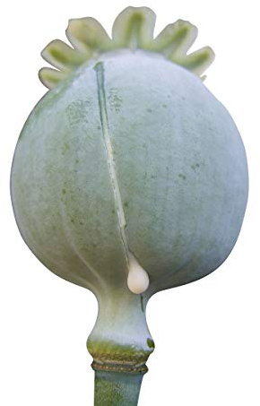 2 OZ / 40.000 Samen *Schlafmohn* -Papaver Somniferum-
