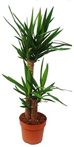 Exotenherz - Yucca Palme - Palmlilie - 2 runde Stämme - ca. 80cm hoch