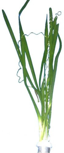 Wasserpflanzen Vallisneria Spiralis, Aquariumpflanzen, Gewöhnliche Wasserschraube, Herkunft: Asien, Wuchshöhe 40-60 cm, Schnellwachsend