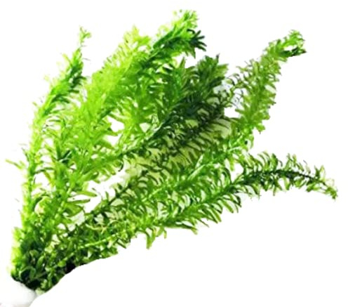 Anacharis Elodea Densa Tropical Live Aquarium Plants Freshwater Aquatic Pond Water Decorations 3 Days Live Guaranteed by Mainam