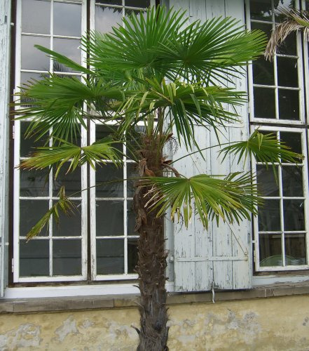 Seedeo Hanfpalme (Chamaerops excelsa) 10 Samen