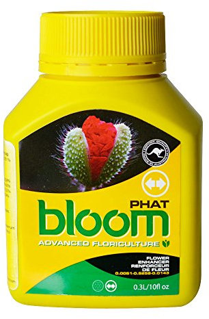 Yellow Bottles Phat Bloom, 300 Milliliter