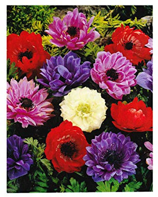 Garthwaite Nurseries® : - UK Stockist : - 30 Anemone St Brigid Bulbs Double Mixed Colours (Coronaria) Ideal for Rockeries, Borders & Tubs Spring & Summer Garden Perennial.