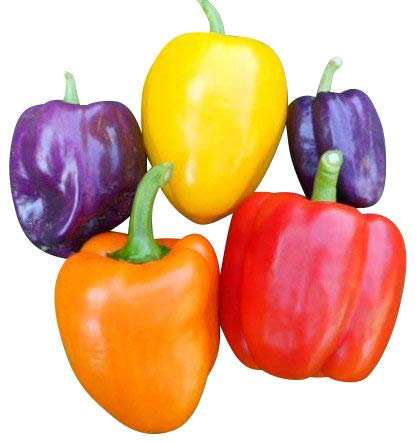 Paprika-Samen Mix 60 Samen (Weisse,Braune,Violette ) Die Gartensensation
