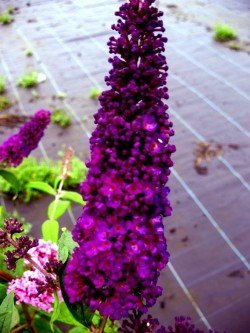 Schmetterlingsstrauch Buddleja Black Knight 60 cm im 3 Liter Pflanzcontaier