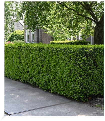 BALDUR Garten Eiben-Hecke, 1 Pflanze, Taxus baccata, winterhart, Heckenpflanze, immergrün, für Standort im Schatten geeignet, Sichtschutz, weiche Nadeln