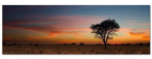 150x50cm PANORAMA BILD XXL TOP Bilder neu (Baum am Horizont) NEU Wandbild xxl günstig & modern ART PRINT Wandbilder Bilder EXKLUSIVES Fotowandbild auf Leinwand und Keilrahmen Bild Leinwandbild Fotodruck modern Zeitlos Stilvoll wie ein Gemälde Ausführung schöner Kunstdruck auf echter Leinwand als Wandbild mit Rahmen. Preiswerter als Ölbild Gemälde Foto Poster Plakat mit Bilderrahmen.