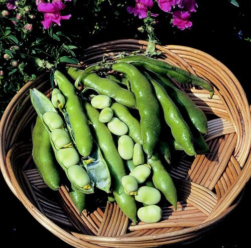 PREMIER SEEDS DIRECT - Dwarf Broad Bean - Sutton Dwarf - 75 Grams