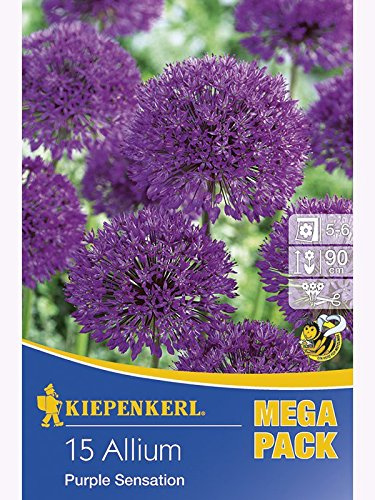 Mega- Pack Allium Purple Sensation aflatunense Iranlauch Zierlauch rosaviolett