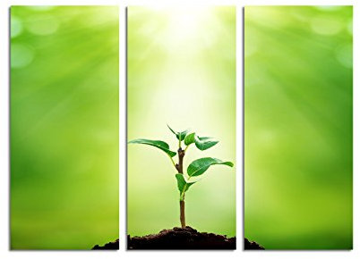 Paul Sinus Art 130x90cm – Keilrahmenbild Neues Leben junger Baum 3teiliges Wandbild auf Leinwand und Keilrahmen - Fotobild Kunstdruck Artprint