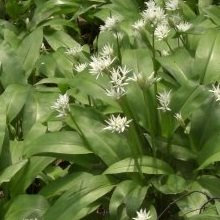 JustSeed - Wild Flower (British) - Ramsons - Wild Garlic - Allium ursinum - 10g - Bulk