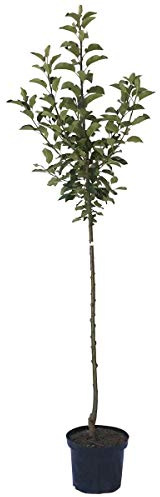 Apfelbaum Jakob Lebel robuster Wirtschaftsapfel Halbstamm 150-170 cm 10 Liter Topf Unterlage M7