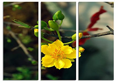Paul Sinus Art 130x90cm – Keilrahmenbild exotische Blume Nahaufnahme Vietnam 3teiliges Wandbild auf Leinwand und Keilrahmen - Fotobild Kunstdruck Artprint