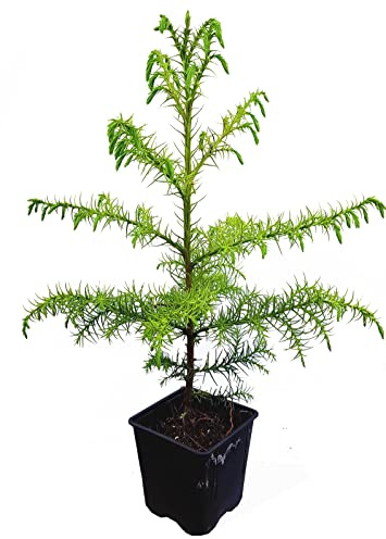 Seedeo Japanische Sicheltanne (Cryptomeria japonica) 2,5 Jahre alt ca. 30-40 cm hoch