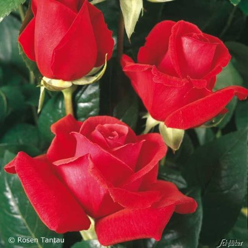 Edelrose Duftwolke in Rot - Duftrose winterhart - Rose stark duftend - Prämierte Pflanze, wurzelnackt/Wurzelware von Garten Schlüter - Pflanzen in Top Qualität