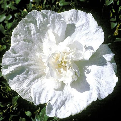 GARTEN SCHLÜTER® Hibiskus Garteneibisch White Chiffon - 40-60 cm | Hibiscus syriacus - winterhart und mehrjährig - 1 Zierstrauch