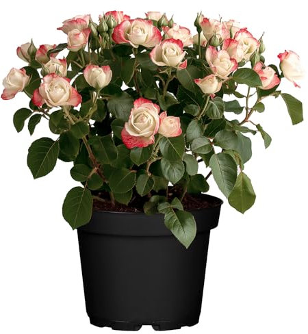 Edelrose Nostalgie® - Mittelstark duftende Rose mit zweifarbiger Rosenblüte in rot & creme-weiß - Winterharte nostalgische Edelrose im 5 Liter Container von Garten Schlüter - Pflanzen in Top Qualität