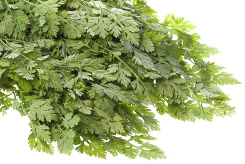 Just Seed Herb - Chervil Curled - Anthriscus cerefolium - 1200 Seeds