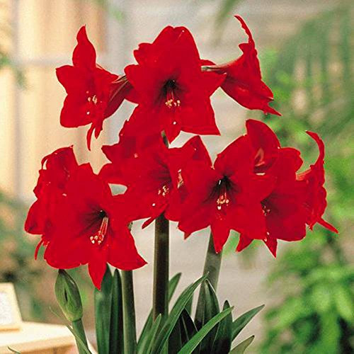 Amaryllis Rapido - 1 flower bulb
