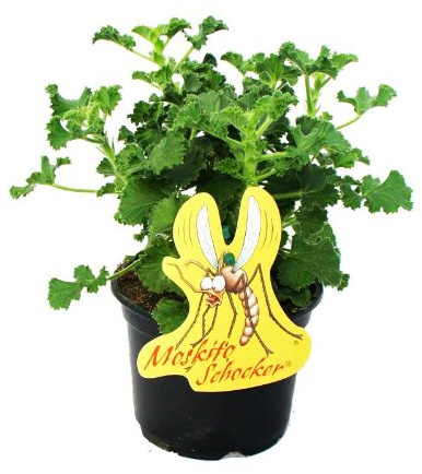 Moskito-Schocker Duftgeranie 3 Pflanzen Pelargonium crispum Wespen