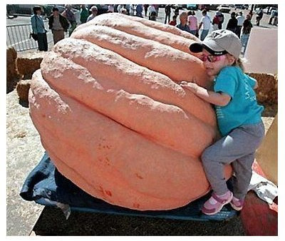 De cultivo ecológico de eneldo Atlántico calabaza gigante 15 Semillas