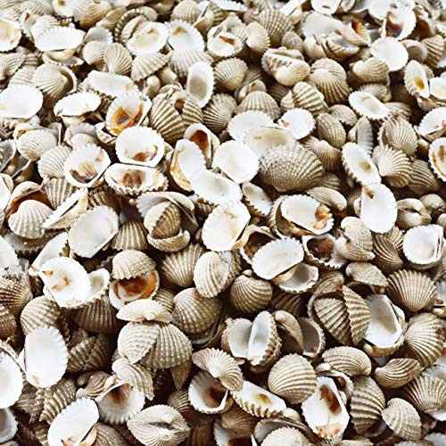 Einstreu Kies Stein Schiefer Körpernähe Unkraut Garten Terrasse Weg Pflanze Topping – Scallop Shell Mulch, 10 kg