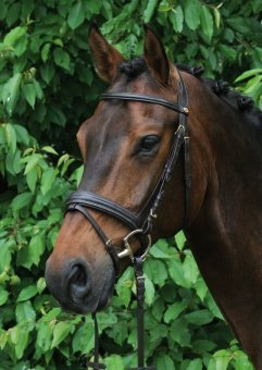 Hans Melzer Horse Equipment Trense Bad Harzburg, braun/ messing, Pony