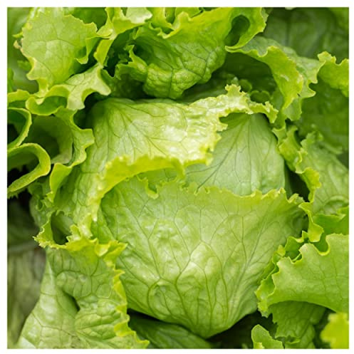 Everwilde Farms - 1 Lb Iceberg Lettuce Seeds - Gold Vault