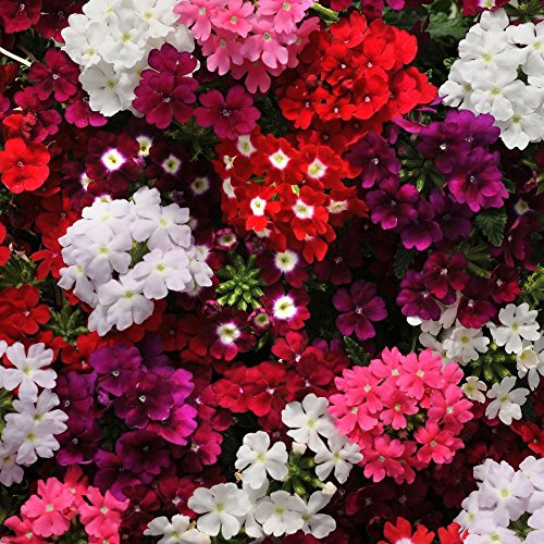 VERBENA NANA MISCUGLIO NR.100 SEMI