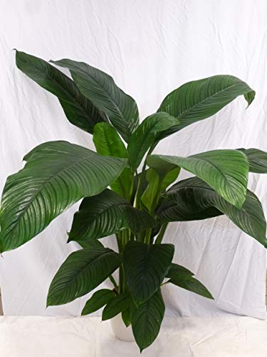 [Palmenlager] - XXL Spathiphyllum Sensation - Einblatt - 150 cm/Zimmerpflanze mit Blüte
