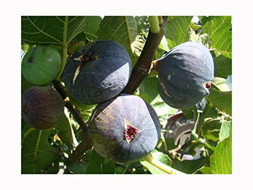 Mediterranean Fruit Tree Collection: 1 Signora FIG Tree - 1 Bay Laurel - 1 Japanese Medlar - 1 Bitter Orange Tree