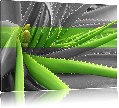 Pixxprint grüne Aloe Vera Pflanze B&W, Größe: 120x80cm, Leinwandbild, fertig gespannt, Wandbild, Dekoration, Kunstdruck, kein Poster