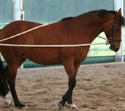 Pferdeseile_DE Langzügel aus Baumwolle Natur 2 x 4 Meter