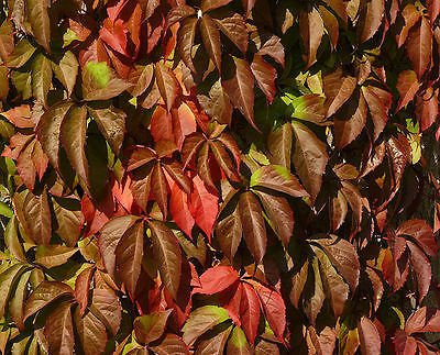 Parthenocissus Quinquefolia/American Ivy/Virginia Creeper in 1.5-2L Pot 3fatpigs®