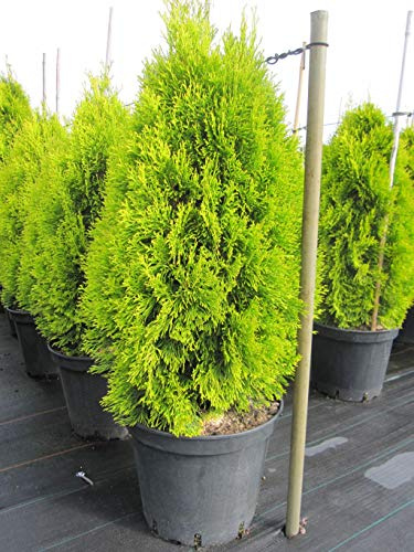 Thuja occidentalis Golden Smaragd ® - Lebensbaum Golden Smaragd ® - 60-70cm