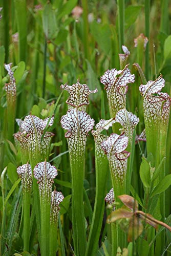 White Topped Pitcher Plant 5 Seeds (Sarracenia leucophylla) preposterously Flamboyant Pitcher
