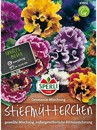 Stiefmütterchen Germania Mischung