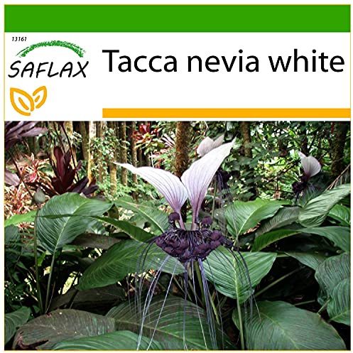 SAFLAX - Giant Bat Flower White - 10 Seeds - with Soil - Tacca nevia White