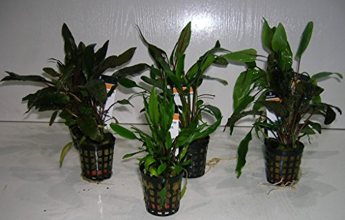 Wasserkelche undalatus grün/CRYPTOCORYNE UNDULATUS GREEN - 1 Bund